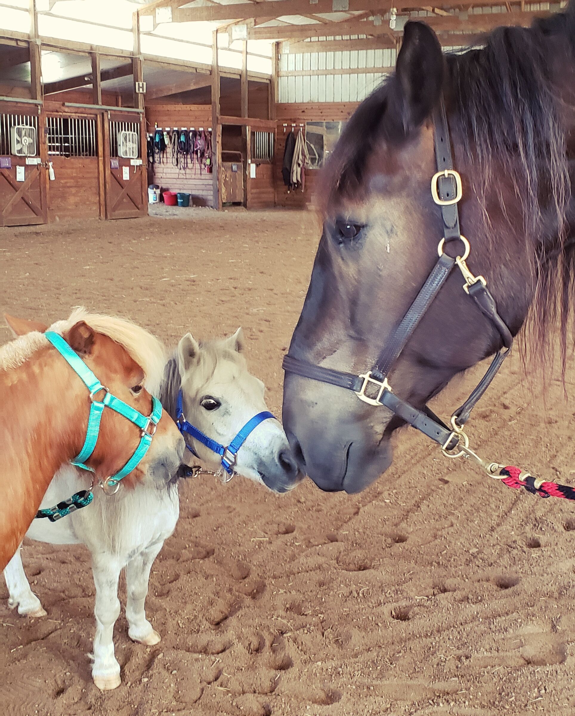 Two small ponies and a big horse touching noses in an indoor arena