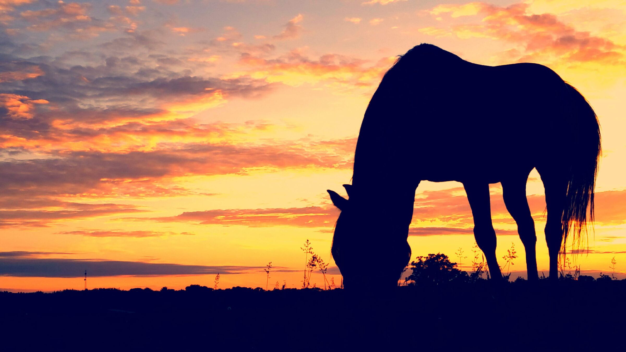 Grazing at golden hour